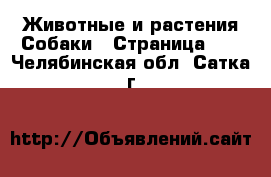 Животные и растения Собаки - Страница 19 . Челябинская обл.,Сатка г.